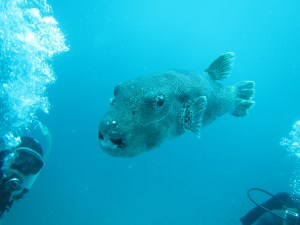 Dog faced puffer big